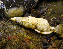 Tritonoharpa antiquata