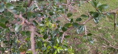 Condalia buxifolia