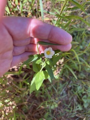 Sida rhombifolia