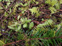 Plagiothecium undulatum