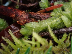 Plagiothecium undulatum