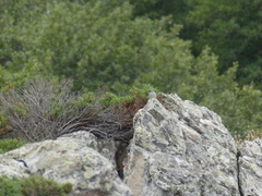 Curruca sarda