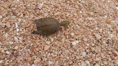 Phrynops geoffroanus