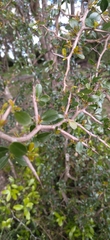 Condalia buxifolia