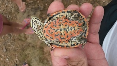 Phrynops geoffroanus