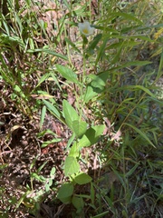 Sida rhombifolia