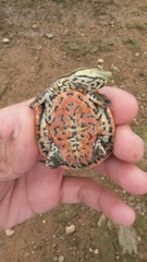 Phrynops geoffroanus