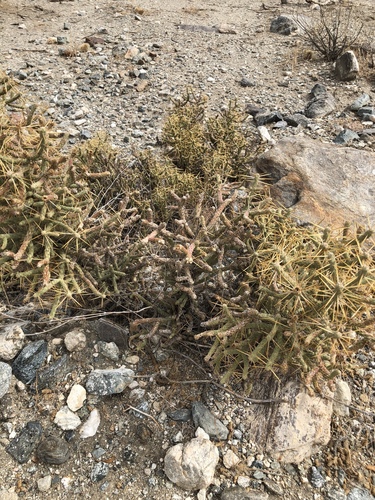 iNaturalist observation photo of Branched Pencil Cholla