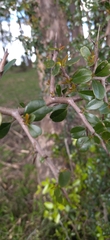Condalia buxifolia