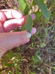 Sida rhombifolia