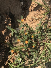 Portulaca umbraticola