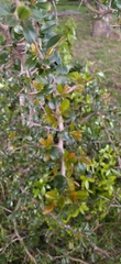 Condalia buxifolia