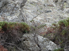 Curruca sarda