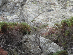 Curruca sarda