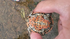 Phrynops geoffroanus