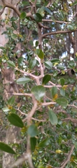 Condalia buxifolia