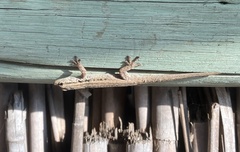 Lygodactylus capensis