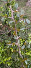 Condalia buxifolia