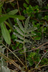 Potentilla hippiana