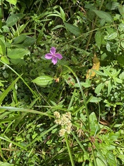 Arthrostemma ciliatum