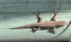 Lygodactylus capensis