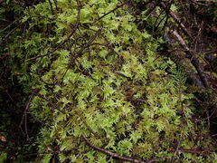 Kindbergia oregana