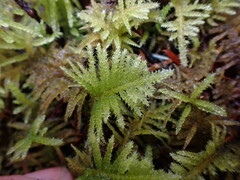 Kindbergia oregana