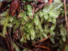 Pseudotaxiphyllum elegans