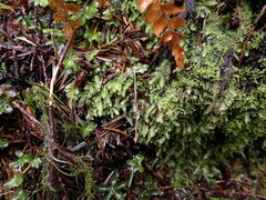 Pseudotaxiphyllum elegans