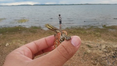 Phrynops geoffroanus