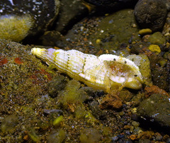 Tritonoharpa antiquata