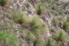 Dasylirion longissimum