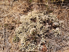 Helichrysum caespititium