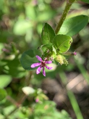 Cuphea carthagenensis