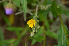 Potentilla hippiana
