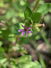 Cuphea carthagenensis