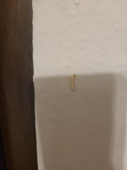 Lepidoptera