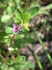Cuphea carthagenensis