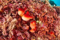 Halocynthia papillosa