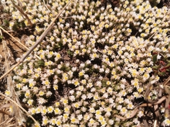 Helichrysum caespititium