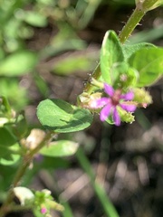 Cuphea carthagenensis