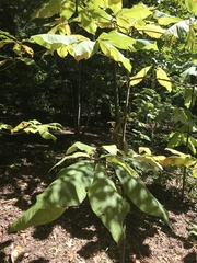 Magnolia