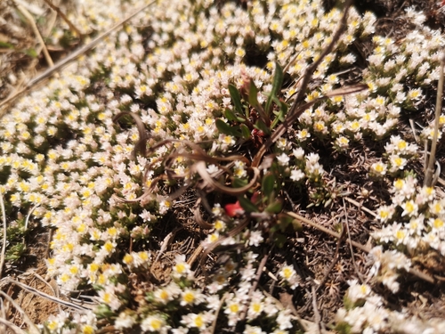 Image of Helichrysum caespititium by (c) Ricus Nel, some rights reserved (CC BY)