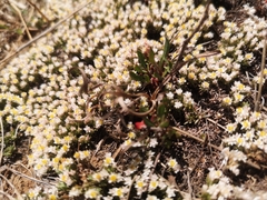 Helichrysum caespititium