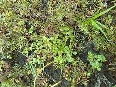 Lysimachia minima