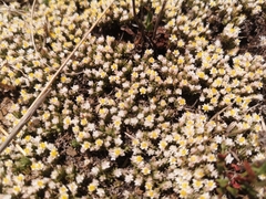 Helichrysum caespititium