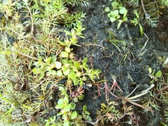 Lysimachia minima