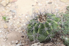 Echinocactus platyacanthus