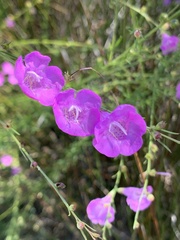 Agalinis fasciculata