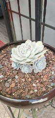Echeveria runyonii